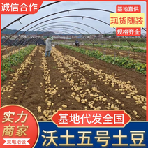 万亩新黄心土豆大量上市中，质量优价格低，产地一手货源