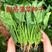 烈火菠菜种子，夏季耐热菠菜，半直立，抗病，耐抽苔，基地种