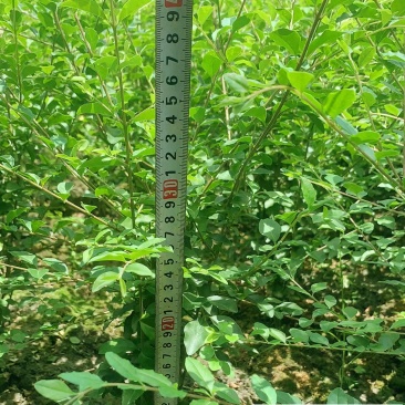 成都小叶女贞工程苗批发规格齐全量大优惠高20-50