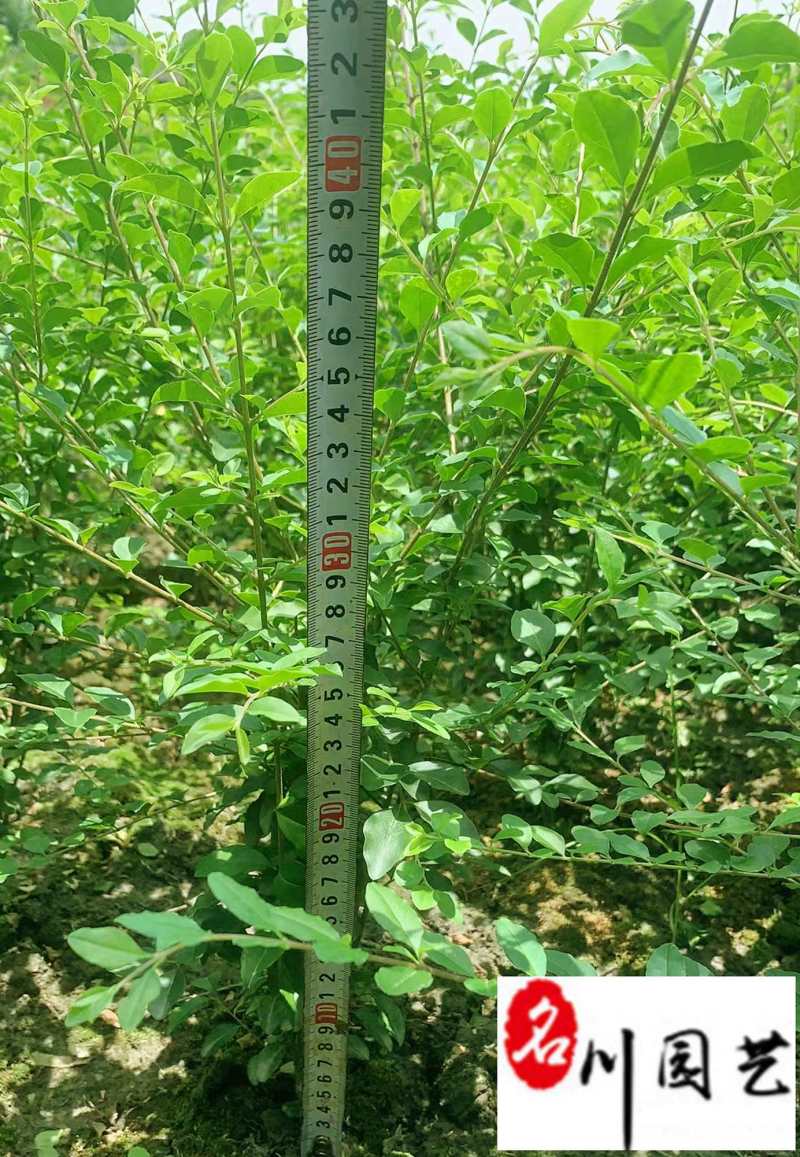 成都小叶女贞工程苗批发规格齐全量大优惠高20-50
