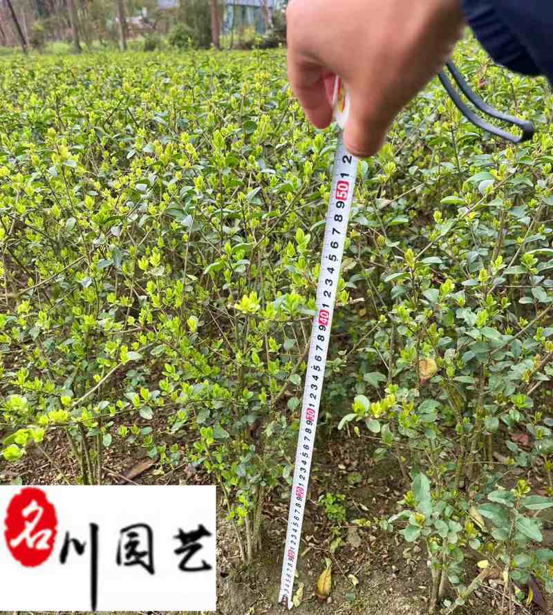 成都小叶女贞工程苗批发规格齐全量大优惠高20-50