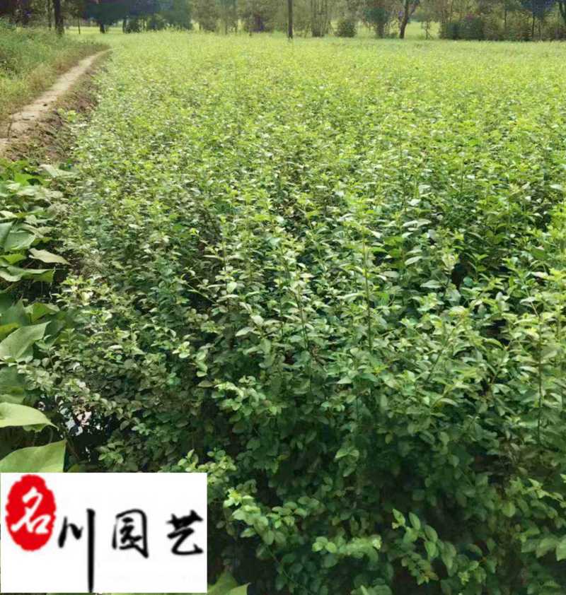 成都小叶女贞工程苗批发规格齐全量大优惠高20-50