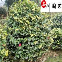 茶花球冠80-230公分成都苗圃基地直销精品茶花球