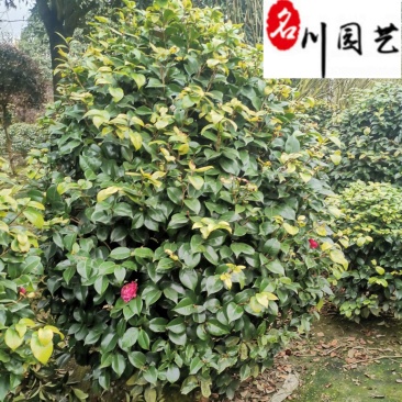 茶花球冠80-230公分成都苗圃基地直销精品茶花球