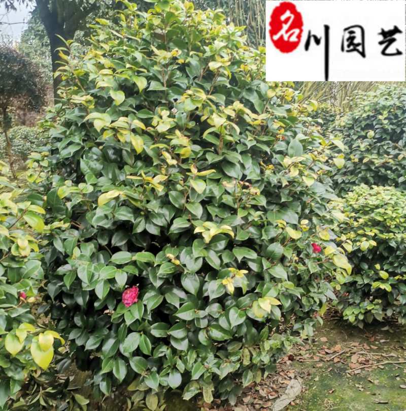茶花球冠80-230公分成都苗圃基地直销精品茶花球