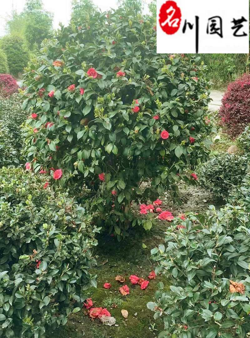 茶花球冠80-230公分成都苗圃基地直销精品茶花球