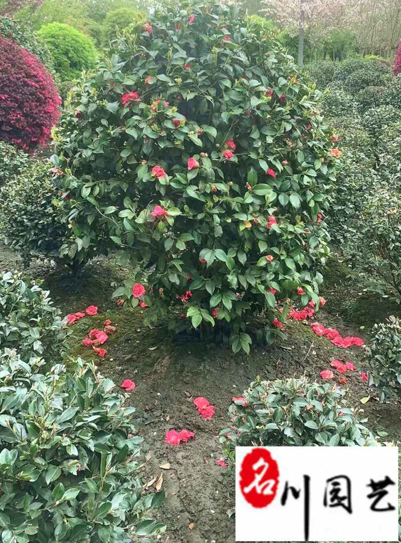 茶花球冠80-230公分成都苗圃基地直销精品茶花球