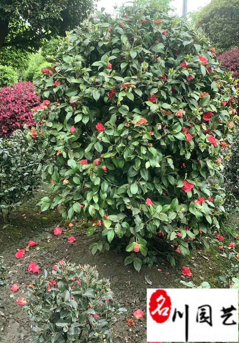 茶花球冠80-230公分成都苗圃基地直销精品茶花球