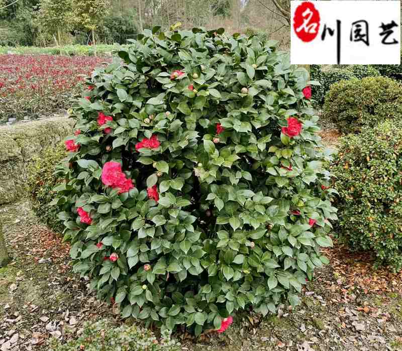 茶花球冠80-230公分成都苗圃基地直销精品茶花球