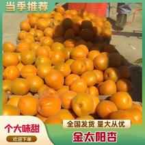 精品杏顺平山地金太阳杏大量供应产地直发品质