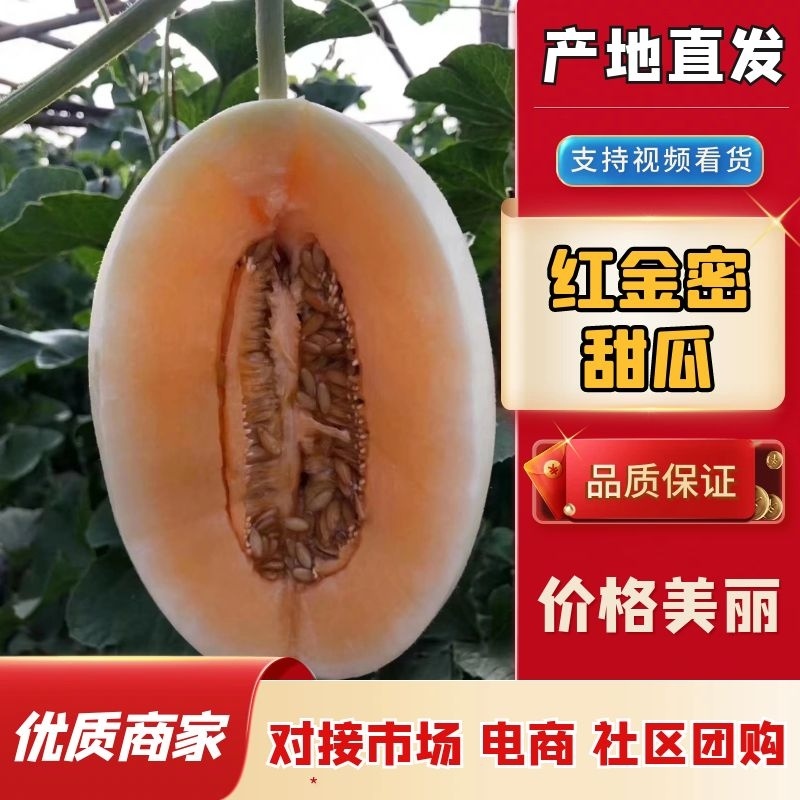 河南甜瓜滑县万亩甜瓜大量供应，红金蜜，白皮红肉的