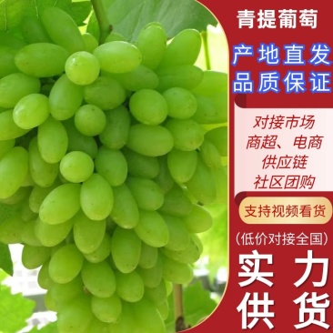 河北饶阳维多利亚葡萄颗粒大无裂果/量大从优承接市场商超