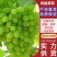 河北饶阳维多利亚葡萄颗粒大无裂果/量大从优承接市场商超