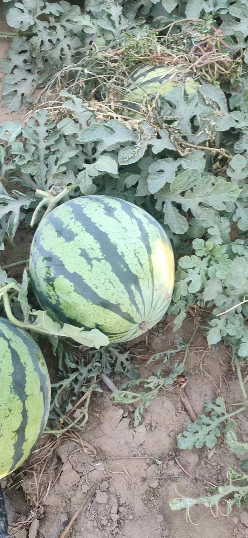 精品美都西瓜河南开封西瓜产地直发大量供应价格优惠
