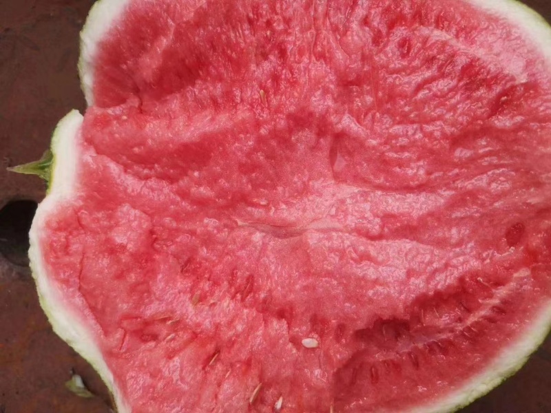 精品美都西瓜河南开封西瓜产地直发大量供应价格优惠