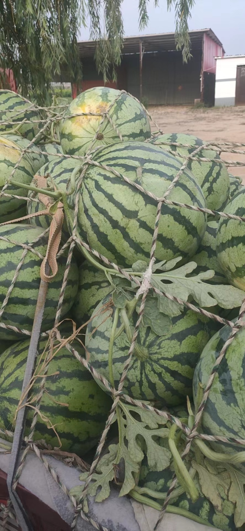 精品美都西瓜河南开封西瓜产地直发大量供应价格优惠