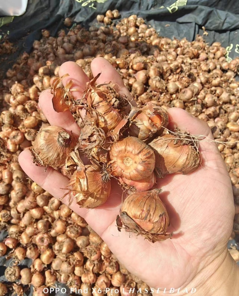唐菖蒲种球进口剑兰种球花卉四季播种易活室内庭院多年生植物