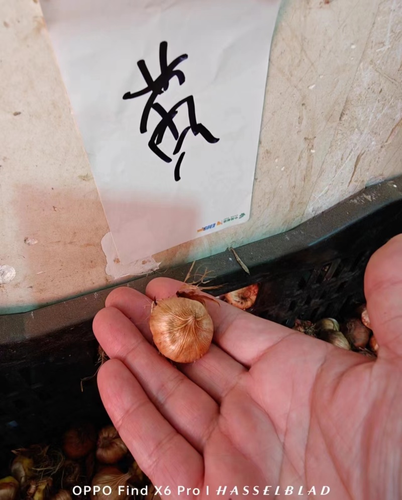 唐菖蒲种球进口剑兰种球花卉四季播种易活室内庭院多年生植物
