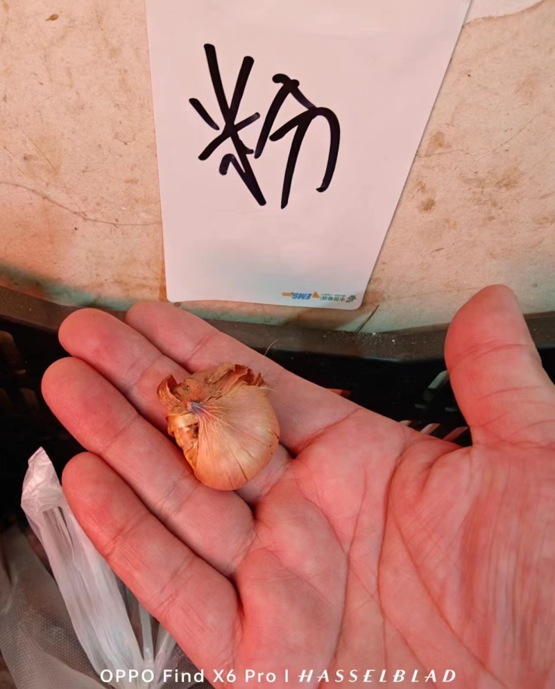 唐菖蒲种球进口剑兰种球花卉四季播种易活室内庭院多年生植物