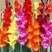 唐菖蒲种球进口剑兰种球花卉四季播种易活室内庭院多年生植物