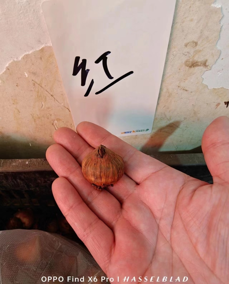 唐菖蒲种球进口剑兰种球花卉四季播种易活室内庭院多年生植物