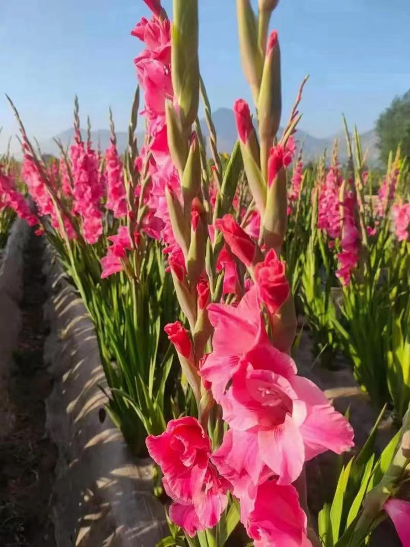 唐菖蒲种球进口剑兰种球花卉四季播种易活室内庭院多年生植物