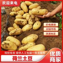 精品土豆荷兰15土豆大量上市，质量保证，可全国
