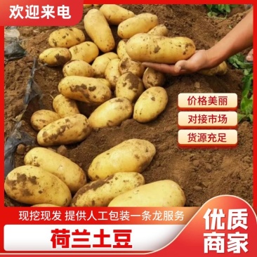 精品土豆沃土5号土豆黄心黄皮大量上市，质量保证可代发全国
