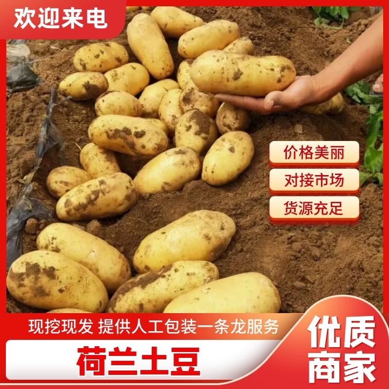 精品土豆沃土5号土豆黄心黄皮大量上市，质量保证可代发全国