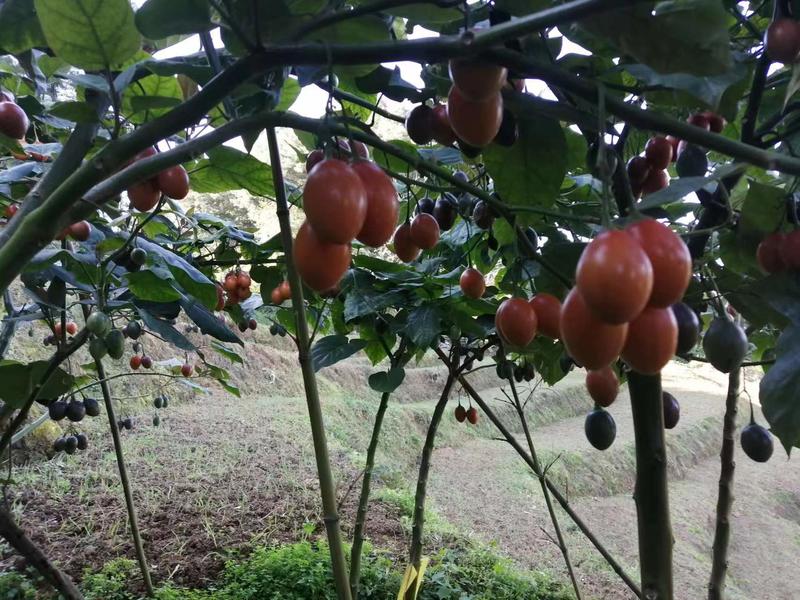【树番茄】云南种植基地直供一手货源质量保证欢迎订购