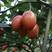 【树番茄】云南种植基地直供一手货源质量保证欢迎订购