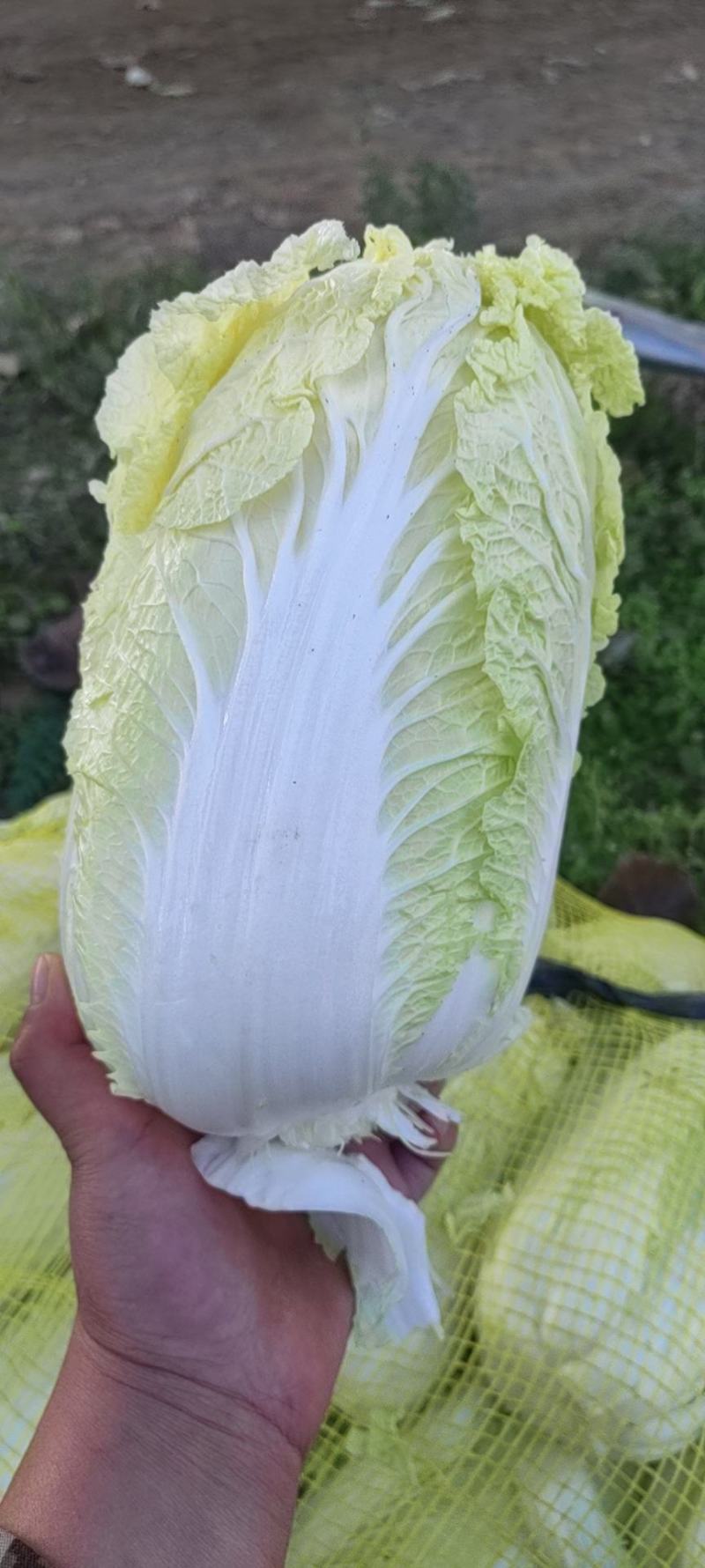 【精品】娃娃菜，河南小娃娃菜，品质好，质量优，欢迎选购