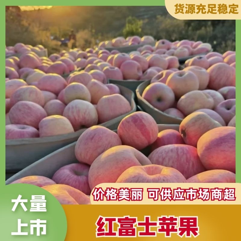 【精选苹果】河北红富士苹果-价格低口感佳-支持视频看货