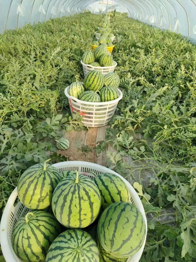 美都西瓜安徽西瓜皮薄多汁现摘现发包熟包甜量大从优