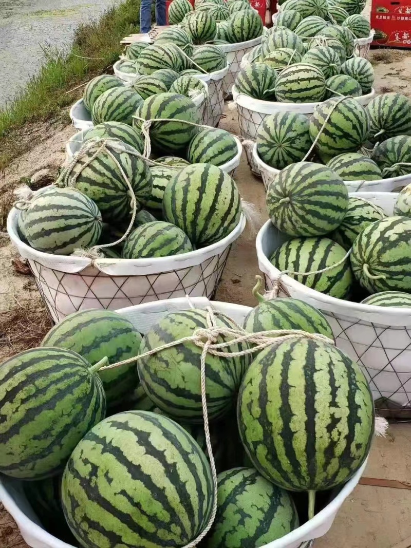 美都西瓜安徽西瓜皮薄多汁现摘现发包熟包甜量大从优