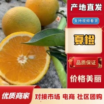 精品夏橙货源充足对接全国皮薄多汁量大从优质量保证