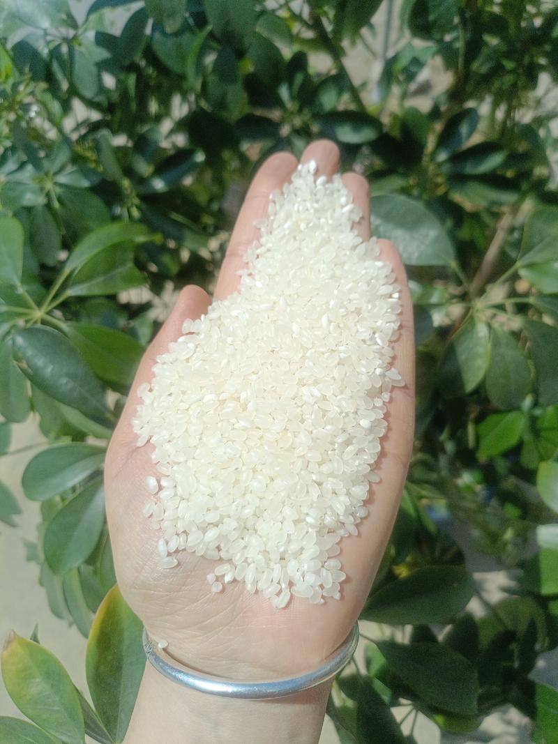 【优选】苏北珍珠米纯新粮厂家直销一手货源对接全国
