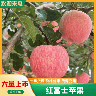 【优选】精品水晶富士货源充足低价对接全国可视频看货