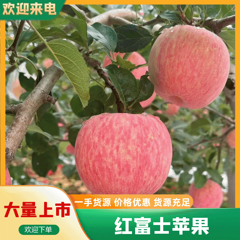【优选】精品水晶富士货源充足低价对接全国可视频看货