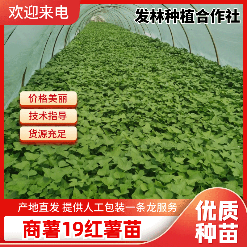 【品种齐全】脱毒原种商薯19红薯苗技术指导易成活基地直发