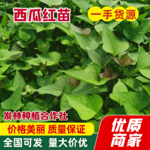 脱毒穴盘扩繁红薯苗，品种齐全、有西瓜红红瑶丝滑榴莲蜜薯