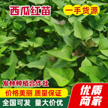【基地直发】优选西瓜红红薯苗（25-30）品种齐全易成活