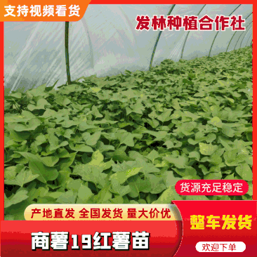 【热卖中】脱毒原种商薯19西瓜红红薯苗基地直发量大从优