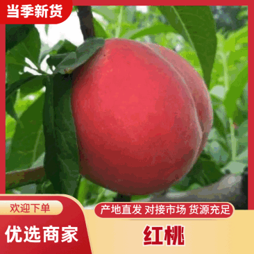 山东蒙阴红毛桃突围春八号大量上市供应各大平台批发市场