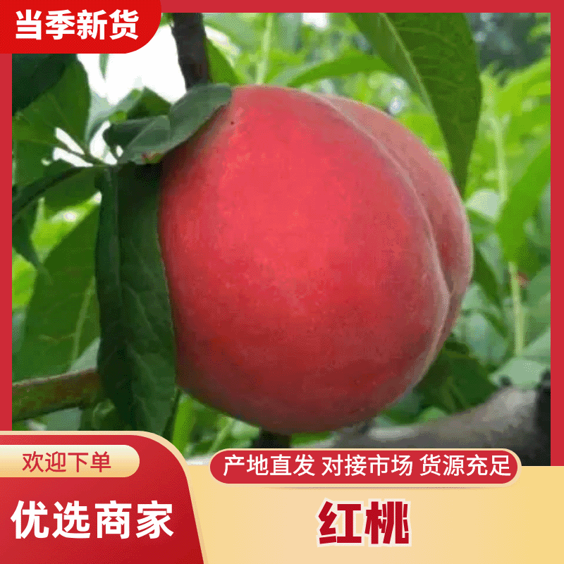山东蒙阴红毛桃突围春八号大量上市供应各大平台批发市场