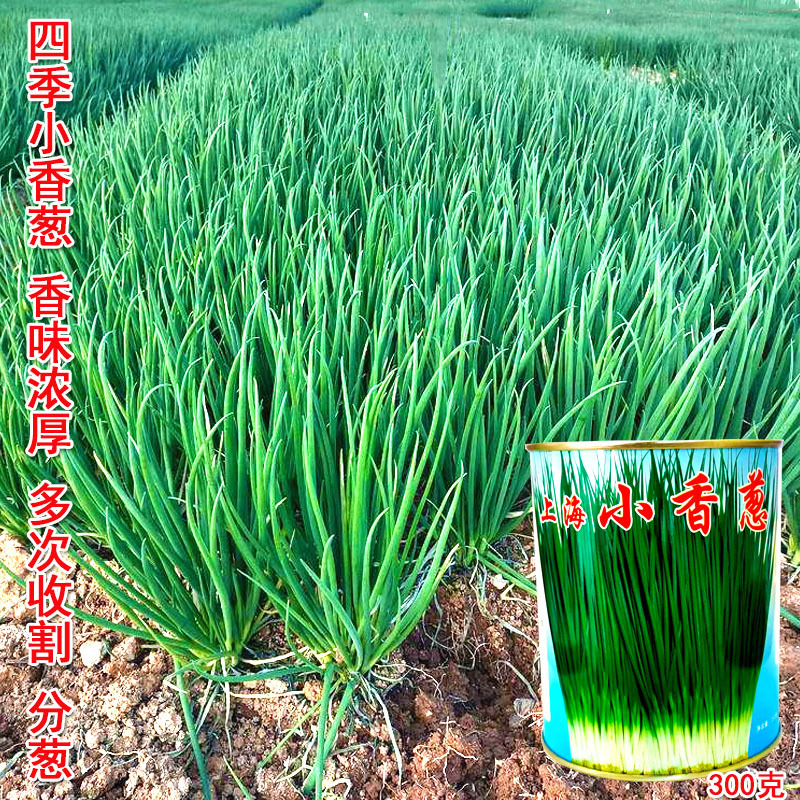 四季小香葱种子批发生长快香味浓分葱基地品种
