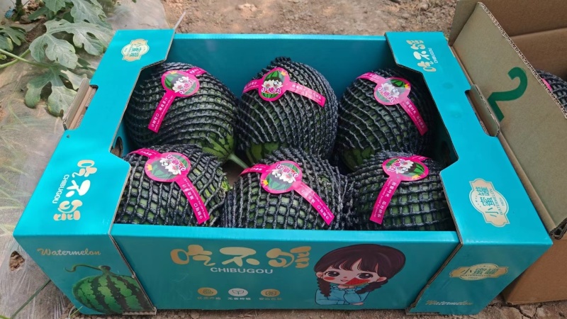 陕西蒲城938小吊瓜，小糖丸，吊篮西瓜，大量供应！