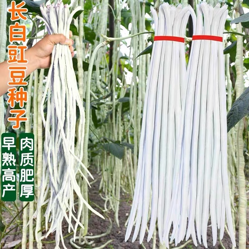特长豆角种子高产早熟长豇豆种子白豆角种籽菜园大田春秋播蔬