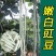 特长豆角种子高产早熟长豇豆种子白豆角种籽菜园大田春秋播蔬