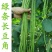 特长豆角种子高产早熟长豇豆种子白豆角种籽菜园大田春秋播蔬